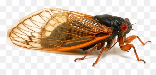 Insect Png Transparent Image - Cicadas