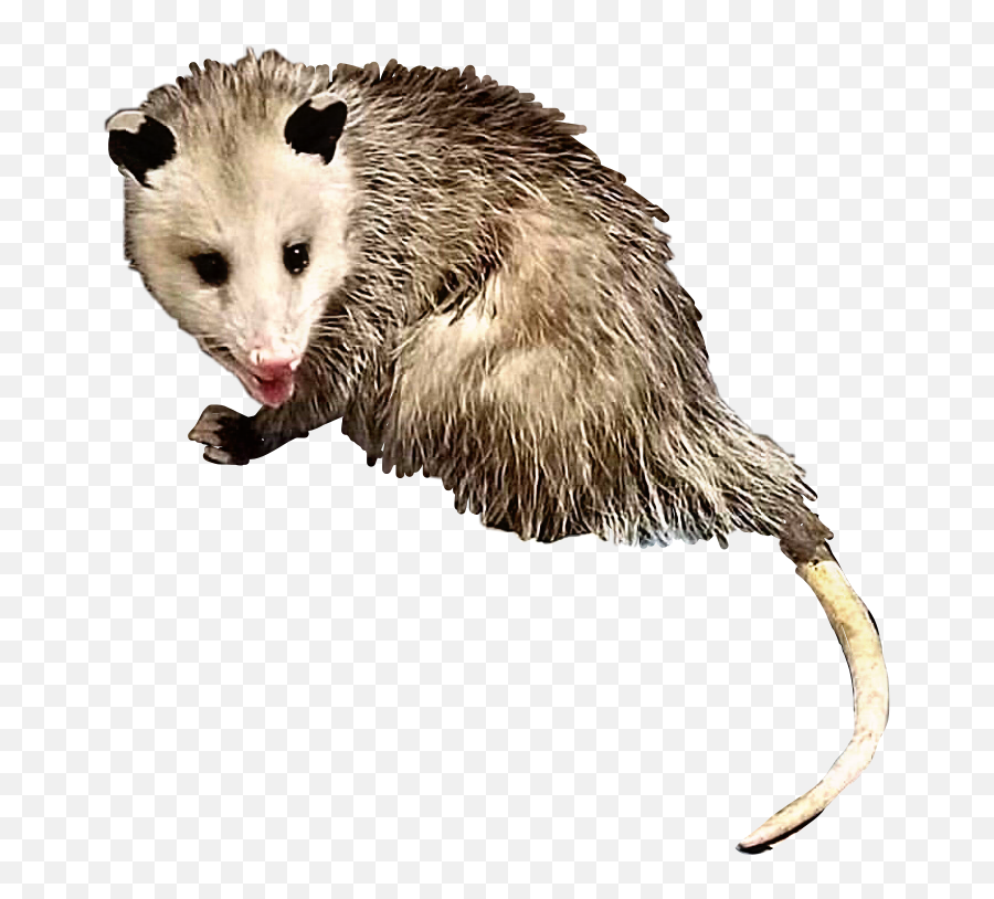 Opossum Possum Animal Creature Critter - Transparent Possum Clipart Png,Possum Transparent