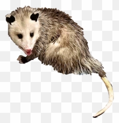 Opossum Possum Animal Creature Critter - Transparent Possum Clipart Png,Possum Transparent