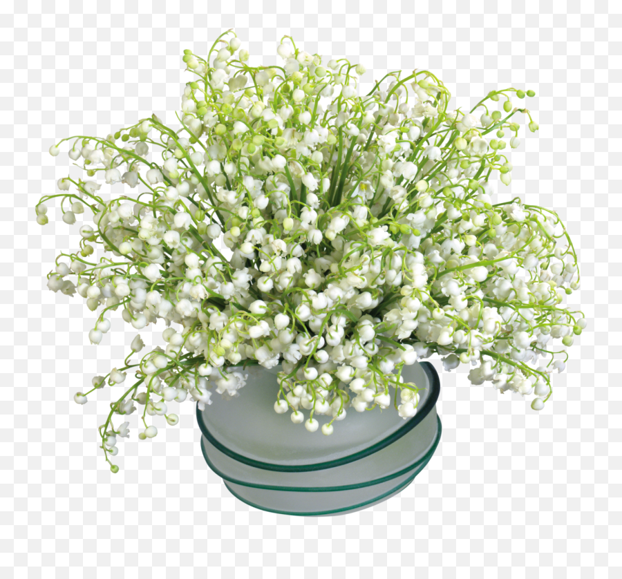 Download Transparent Lily Of The Valley Png Lillies