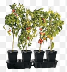 Quadgrow Self Watering Planter Boost Harvests - Houseplant Png,Planter Png