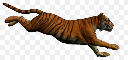 Tiger Jumping White Background - Running Transparent png