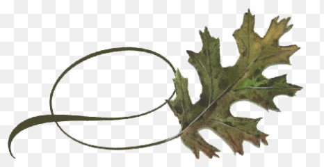 Fall Leaves For Weddings Graphics U0026 - Black Oak Png,Oak Leaf Png