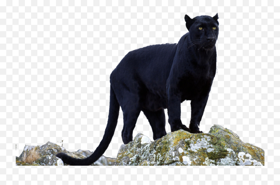 Animals Black Panther - Beautiful Black Panther Animal Png,Transparent Animals