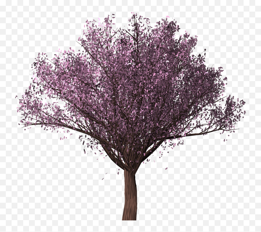 Cherry Blossom Tree Sakura - Pohon Sakura Png,Sakura Png