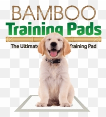 The Green Pet Shop - Biodegradable Dog Pads png