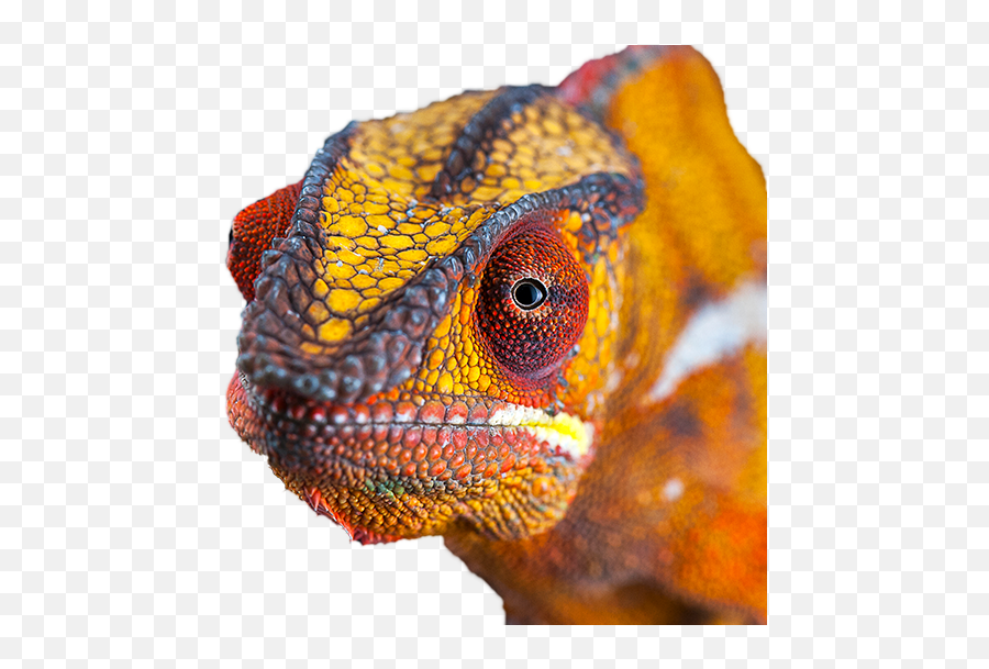 Vewme - A Url Shortener For Old Desert Lizard And Friends Common Chameleon Png,Lizard Transparent Background