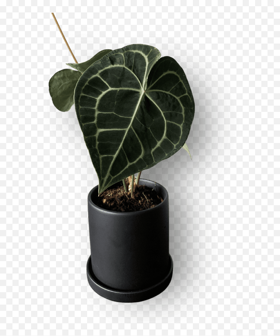 How To Care For Anthurium Clarinervium Leafy Life - For Indoor Png,Ferns Icon Bangalore Address