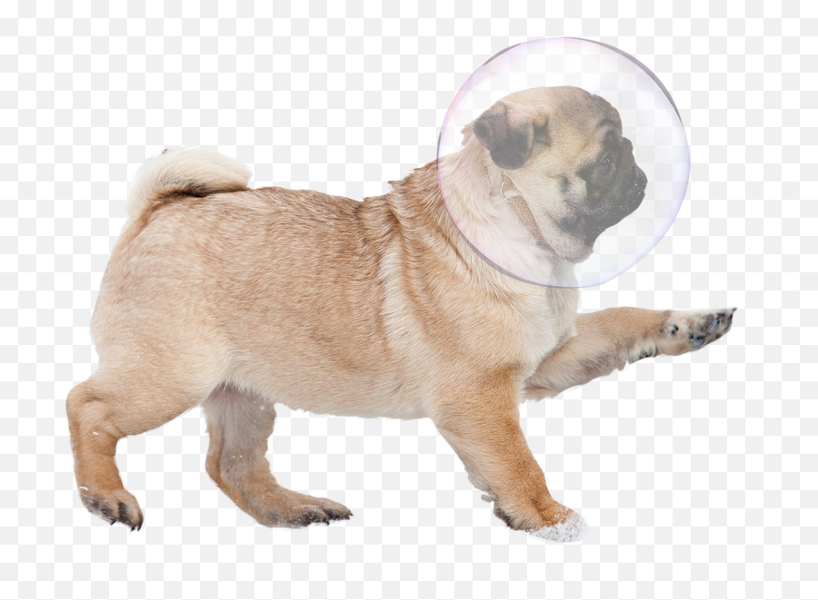 Transparent Pugs - Pug Png,Pug Transparent Background