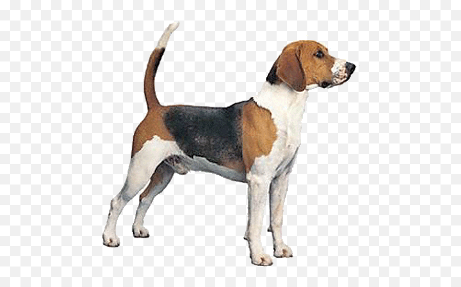 Gallery - Diferencia Entre Los Beagle Americano Png,Foxhound Icon