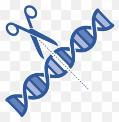 Gene Editing U2014 Juvenile Diabetes Cure Alliance - Language png