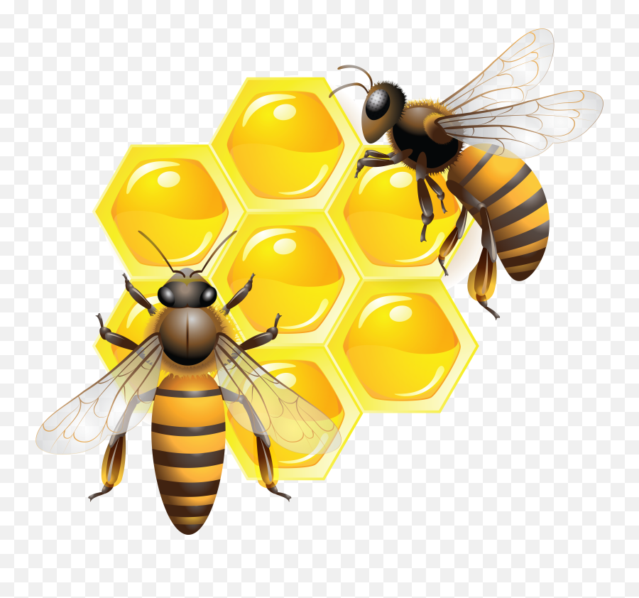 Wasp Png Library Hexagon Files - Honey Bee Png,Wasp Png