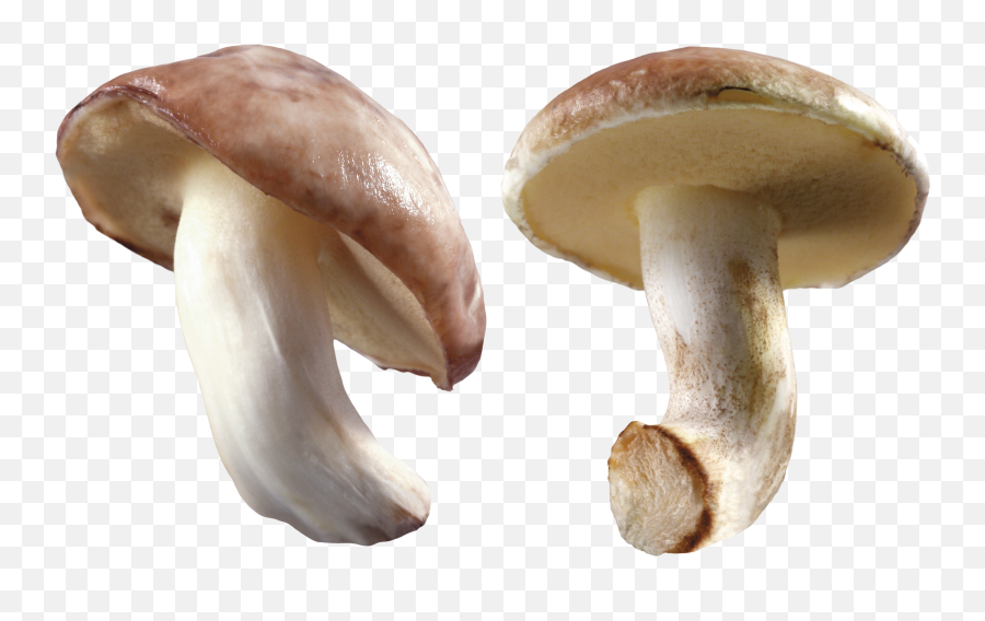 Mushroom Png Image - Mushroom Farming In Nigeria,Mushroom Png