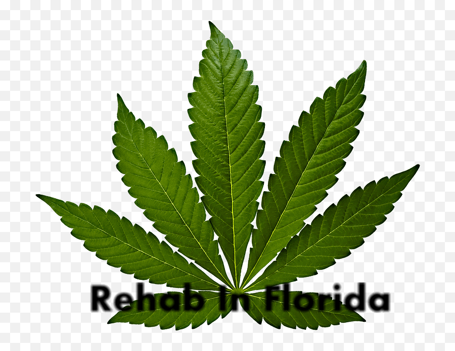 Cannabis Leaf Png Image - Cannabis Leaf,Cannabis Leaf Png