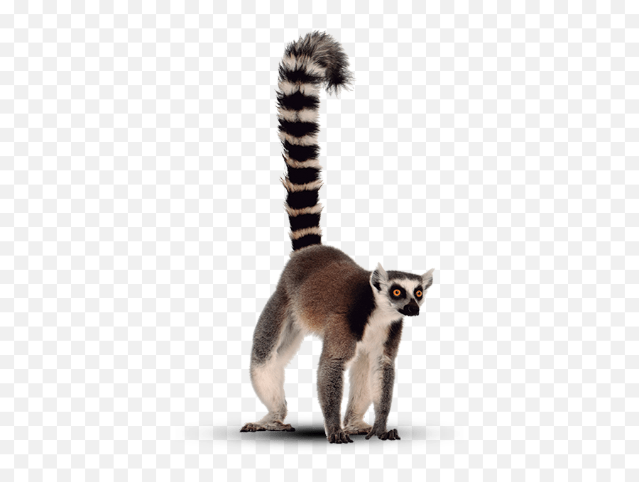Lemurs - Cartoon Nature Background - CleanPNG / KissPNG