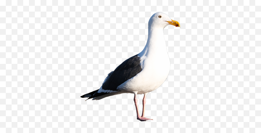 Gull Png - California Gull Transparent Background,Seagulls Png