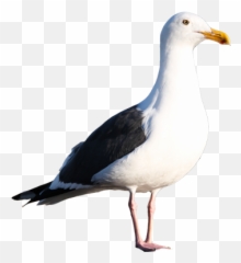 Gull Png - California Gull Transparent Background,Seagulls Png