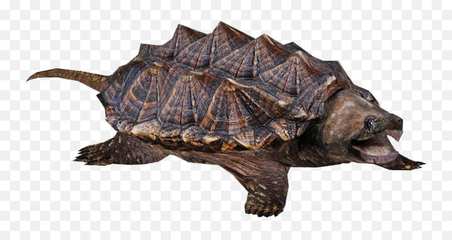 Transparent Snapping Turtle - Transparent Background Snapping Turtle Png,Aligator Png