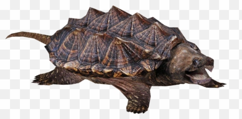 Transparent Snapping Turtle - Transparent Background Snapping Turtle Png,Aligator Png