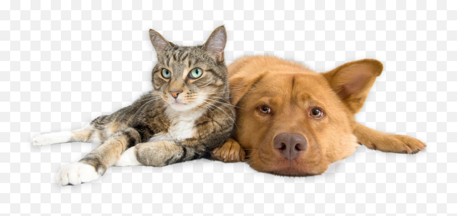 Dog And Cat Transparent Png - Fine Pet Pet Feeder,Dog And Cat Png
