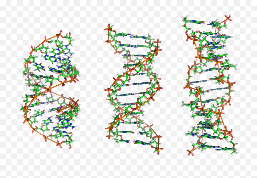 Deaf Couple May Edit Embryou0027s Dna To Correct Hearing - Dna Molecules Png,Dna Png