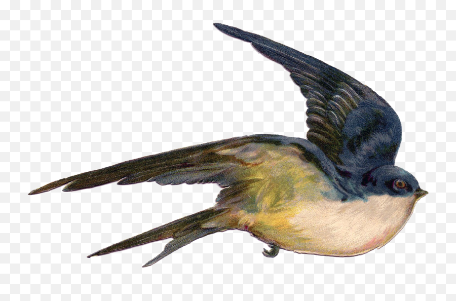 Fairy Bird Png Photo Mart - Vintage Flying Bird Illustration,Blue Bird Png