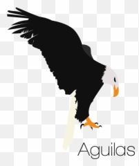 Download Free Eagle Bald Euclidean Vector Graphics Logo Icon - png