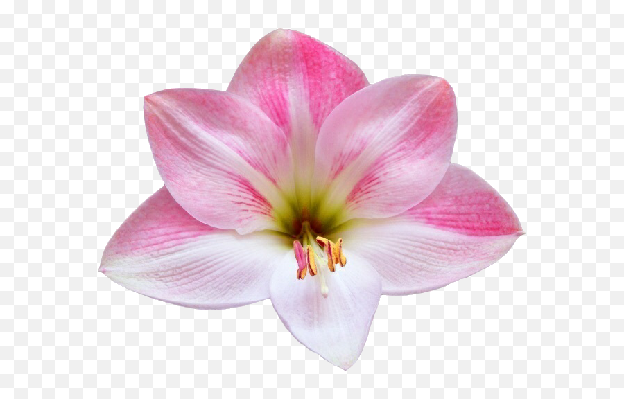Flower Png Discovered By - Hi Welcome On We Heart It Flower,Lily Flower Png