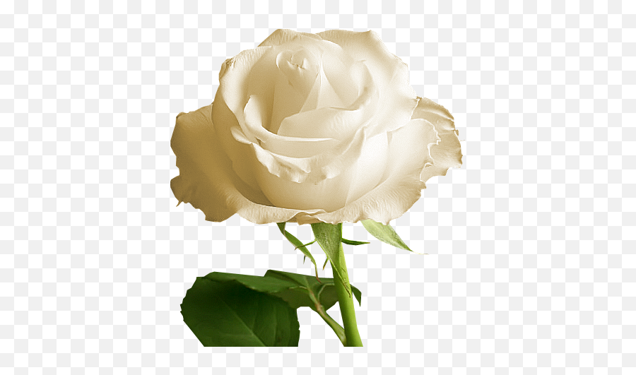 White Rose Transparent Background Png