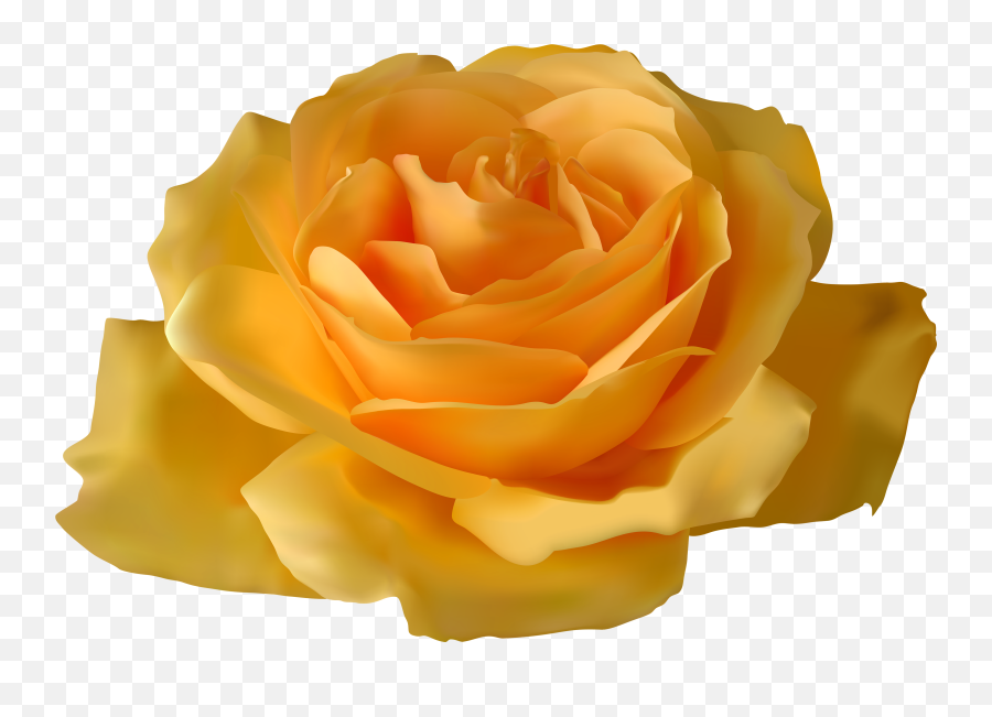 Download Yellow Rose Png Clipart - Yellow Rose Transparent Background,Yellow Rose Transparent