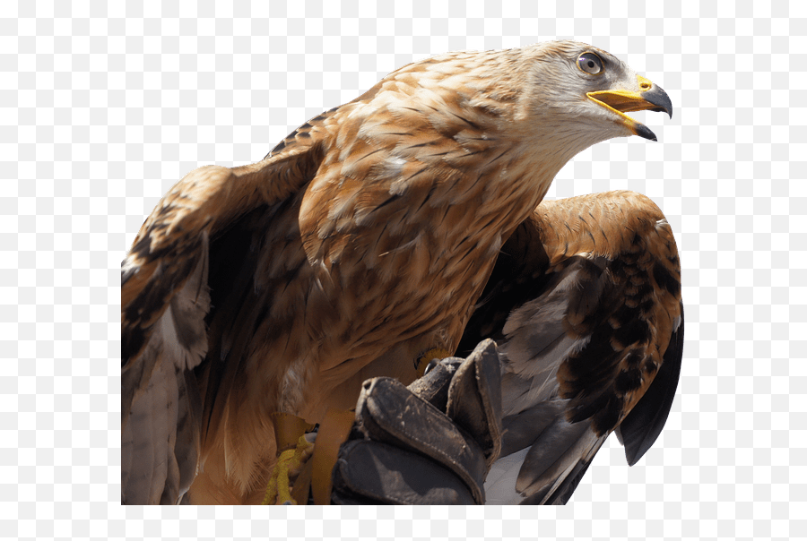 Golden Eagle Transparent Png - Golden Eagle Png,Eagle Transparent Background