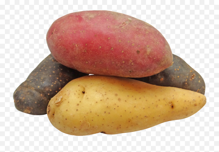 Potato Fingerling Rainbow Potatoes Png - Red Potatoes Transparent Background,Potatoes Png