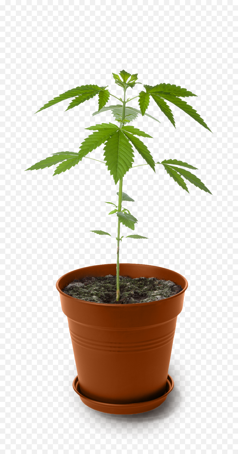 Trasplante De Maceta Marihuana Png - Planta De Marihuana 1 Mes,Marihuana Png