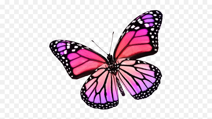 Butterfly - Purple And Pink Butterfly Png,Vsco Png