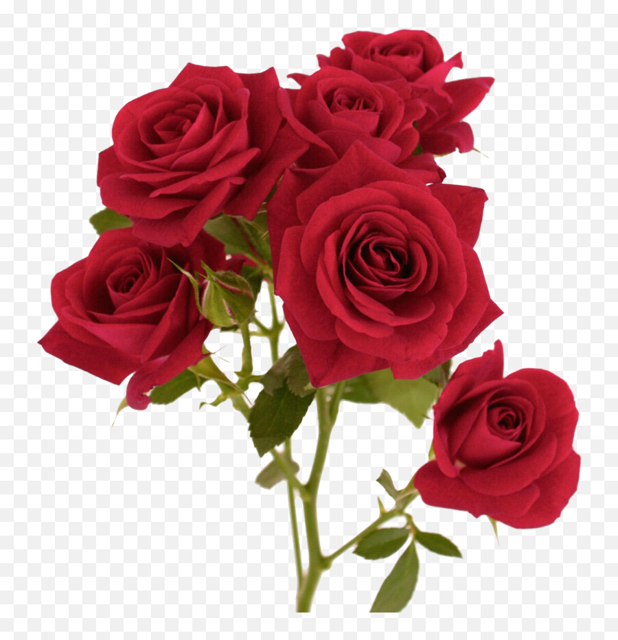 Download Hd Rose Png Image With Transparent - Red Colour Hd Flowers,Red Rose Transparent Background