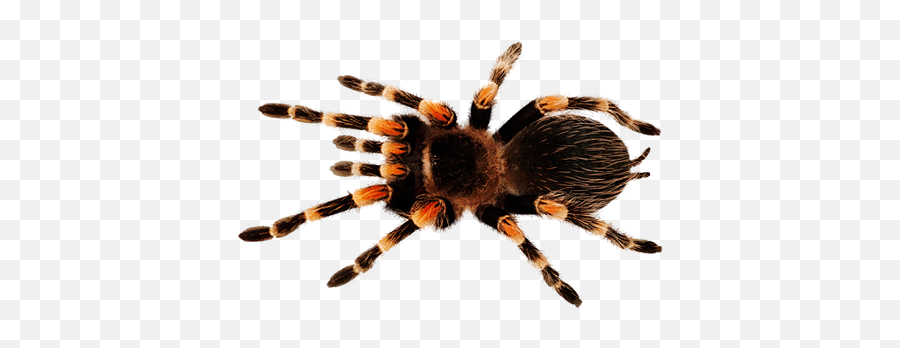 Scraping Spidering U0026 Crawling Indis - Redknee Tarantula Png,Tarantula Png