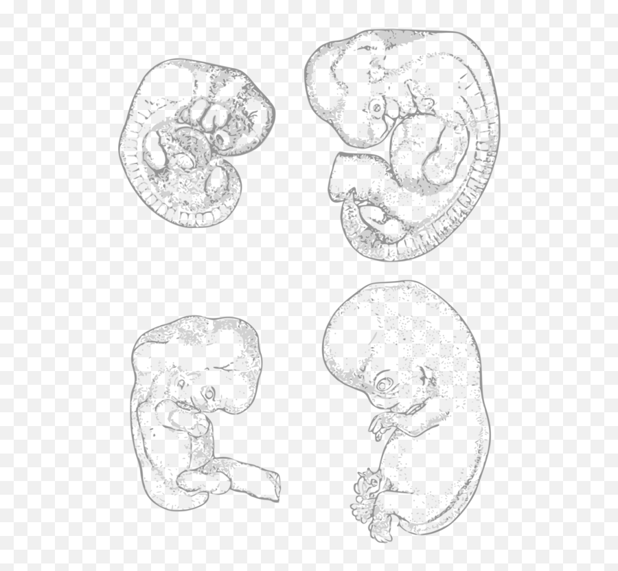 Line Artheadorgan Png Clipart - Royalty Free Svg Png Embryo Development Art,Embryo Png