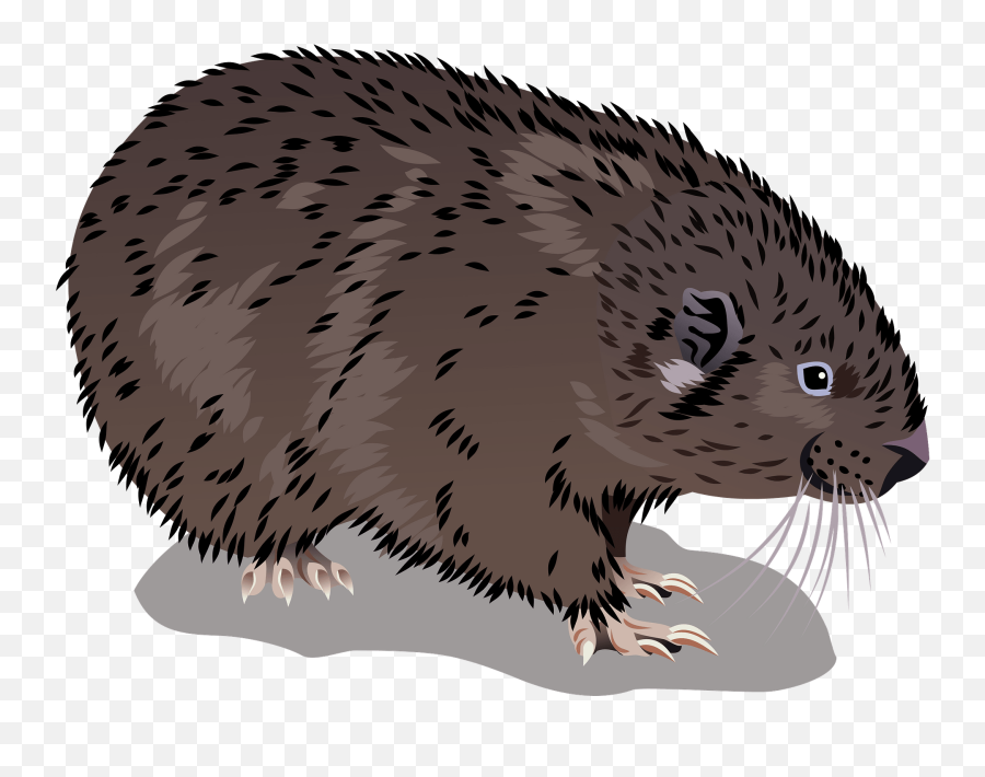Mountain Beaver Clipart Free Download Transparent Png - Eurasian Beaver,Beaver Transparent