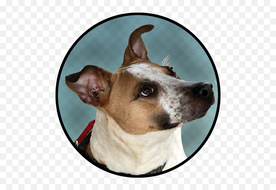 Dog Collar Page Animal Care Sanctuary - Teddy Roosevelt Terrier Png,Dog Collar Png Dog Collar Page Animal Care Sanctuary - Teddy Roosevelt Terrier Png,Dog Collar Png