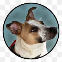 Dog Collar Page Animal Care Sanctuary - Teddy Roosevelt Terrier Png,Dog Collar Png