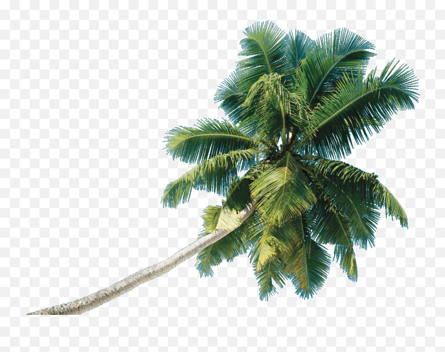 Real Coconut Tree Png - Coconut Tree Png Hd,Trees Png Images