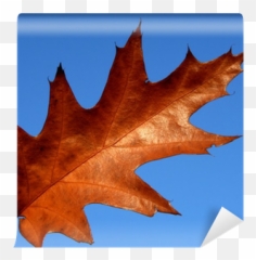 Red Oak Leaf Wall Mural U2022 Pixers - We Live To Change Lovely Png,Oak Leaf Png