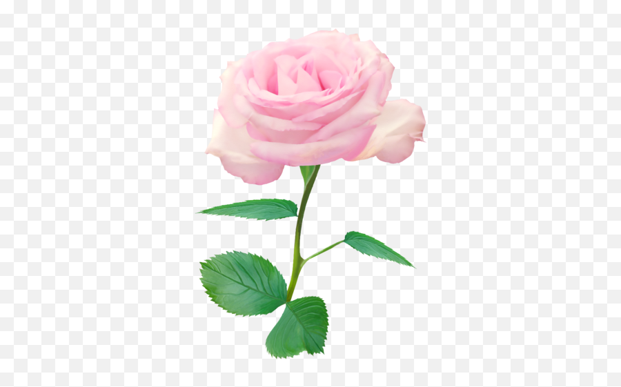 Download Single Red Rose Png Nisanboard Pembe Tek Gül - Single Pink Rose,Single Rose Png
