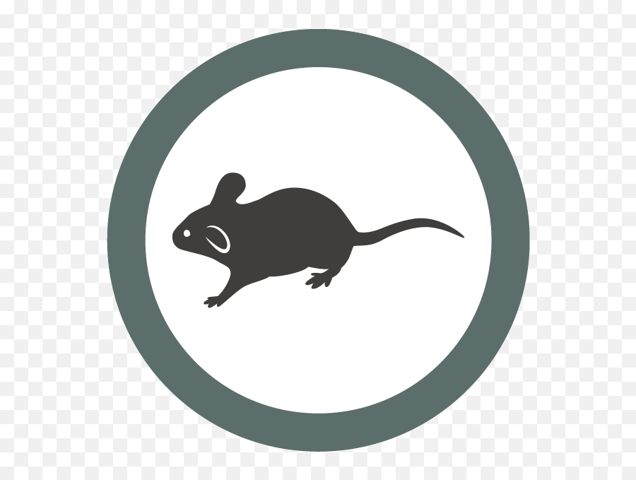 Peta - Black Rat Png,Mice Icon