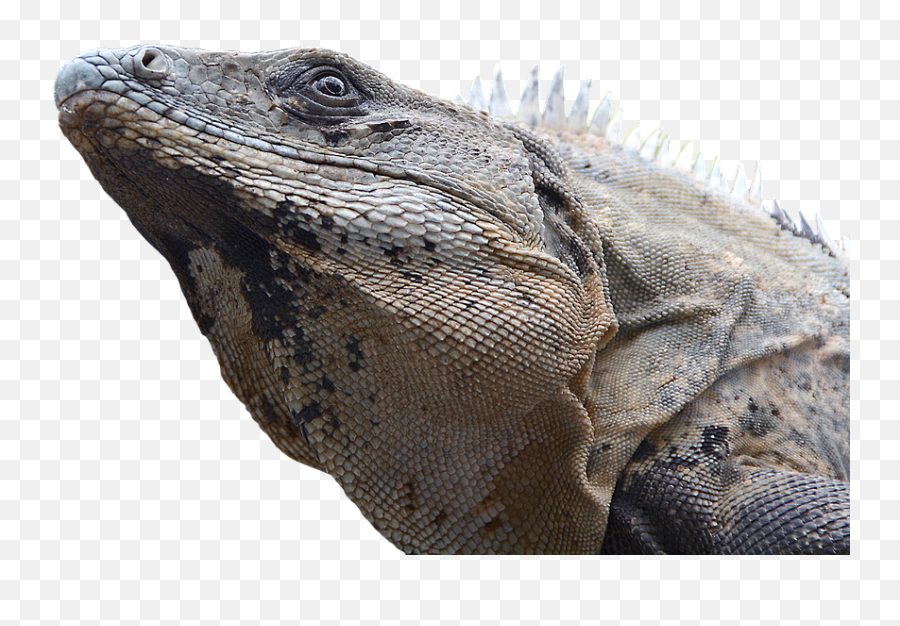 Iguana Reptile Lizard - Marine Iguana Transparent Png,Komodo Dragon Png