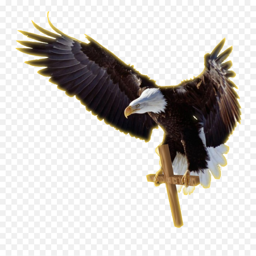 Download Job Experience Icon Png - Bald Eagle Fond D Écran Aigles,Professional Experience Icon