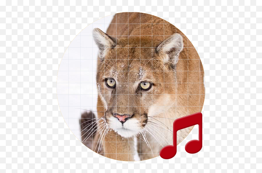 Mountain Lion Sounds Sboardpro U2013 Apps - Cougar Png,Cougar Icon