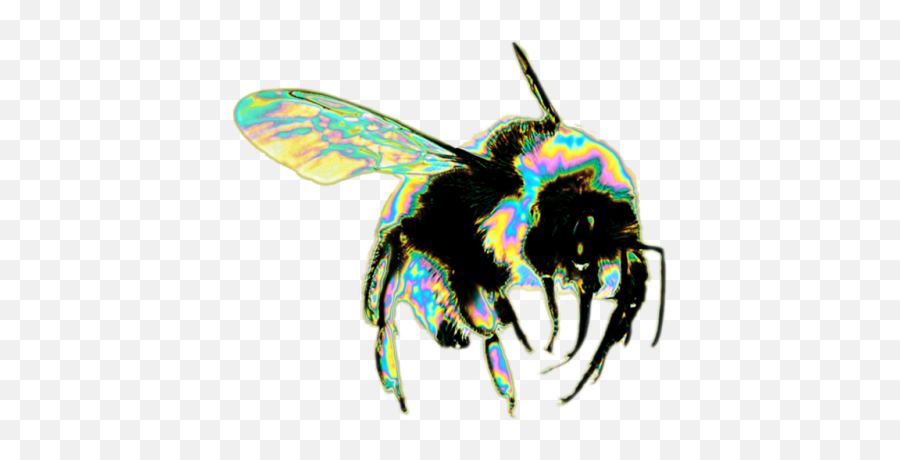 Insect Png - Insect Transparent Bumblebee Png,Wasp Png