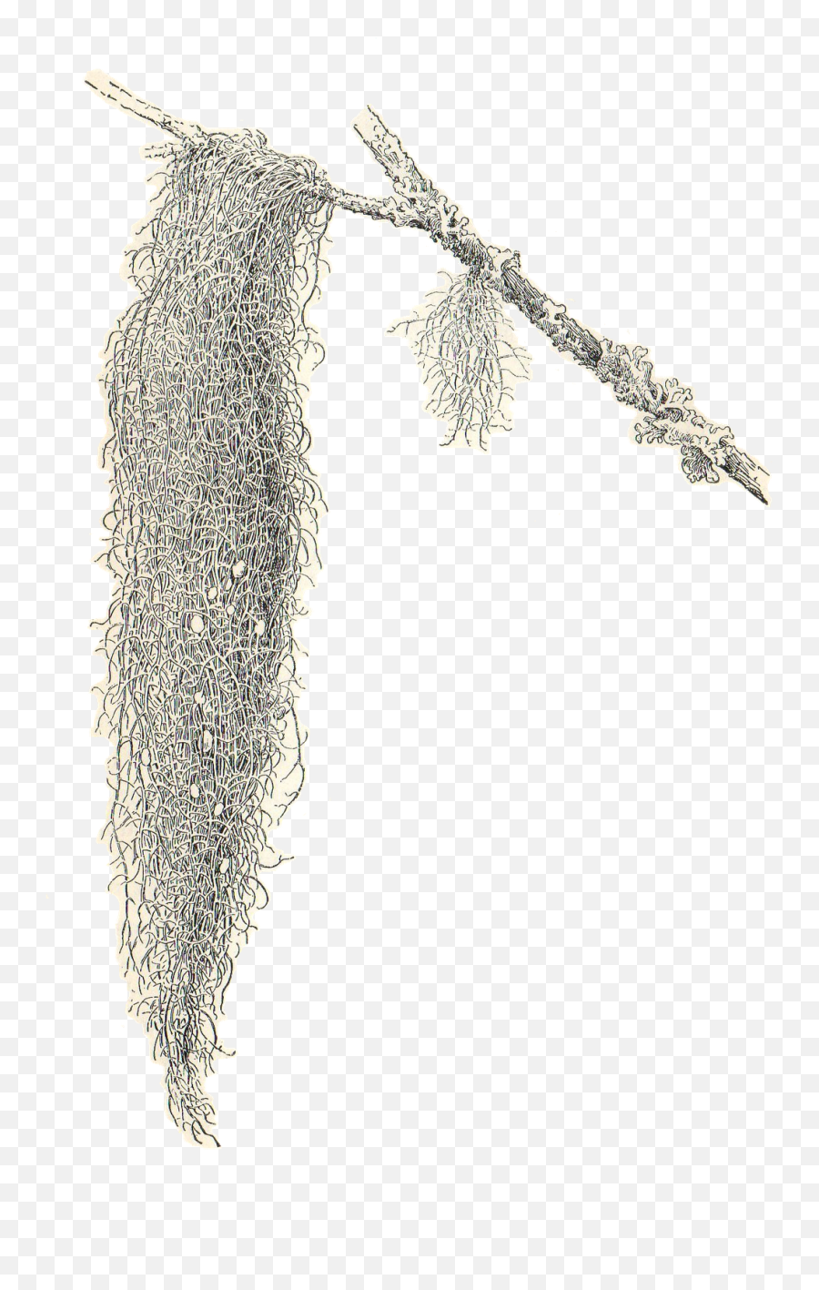Spanish Moss Clipart Freeuse Download - Transparent Spanish Moss Clipart Png,Moss Png