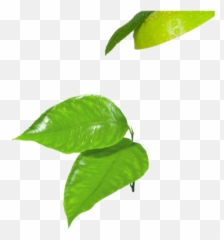 Reddu0027s Sassy Sangria Redds - Orange Fruit Leaves Png